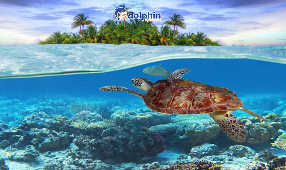 HÒN BẢY CẠNH CÔN ĐẢO - KHÁM PHÁ THIÊN NHIÊN TUYỆT DIỆU DƯỚI LÒNG ĐẠI DƯƠNG