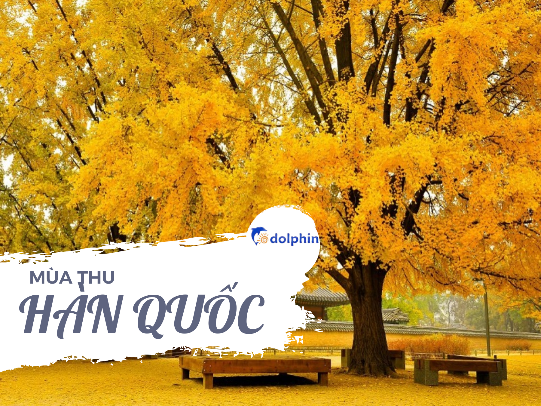 Khám Phá Mùa Thu Hàn Quốc-Gợi Ý Địa Điểm Vui Chơi,Lịch Trình Hấp Dẫn