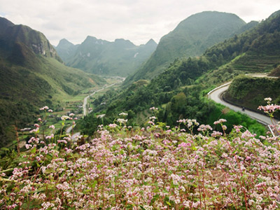 Sẽ tổ chức lễ hội hoa tam giác mạch vào tháng 10